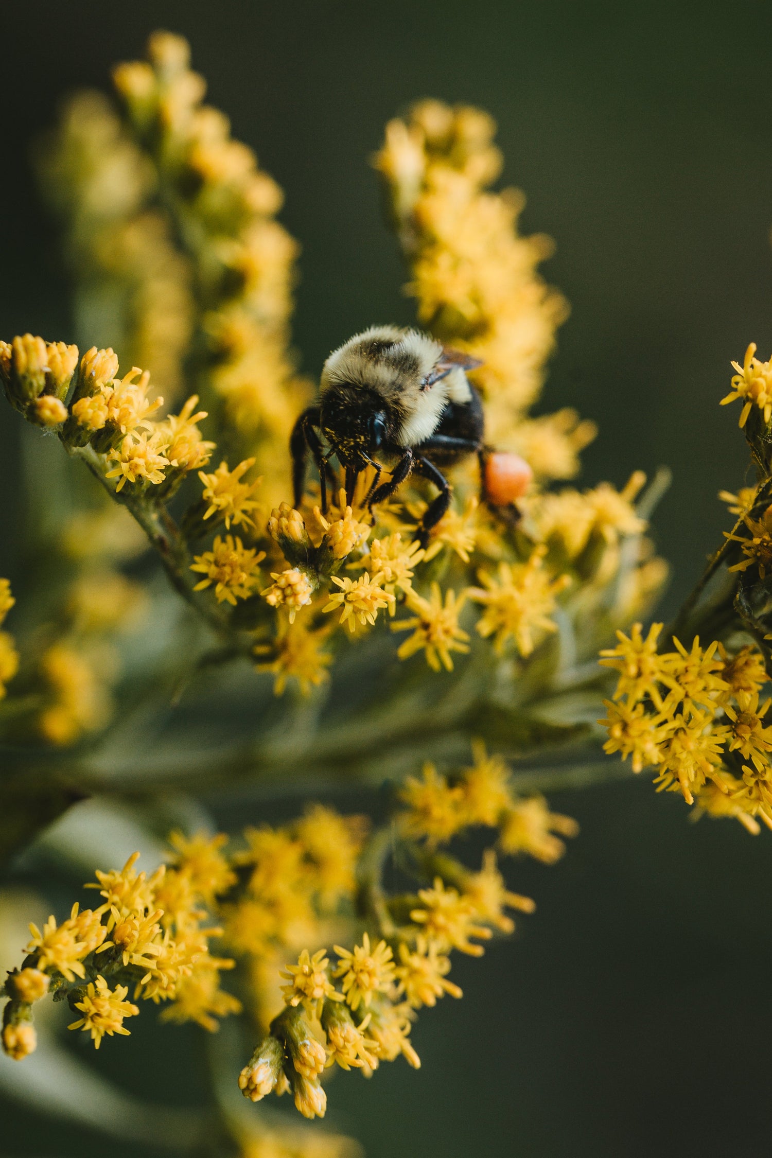 EEN-BIJ-OP-EEN-BLOEM-POLLEN