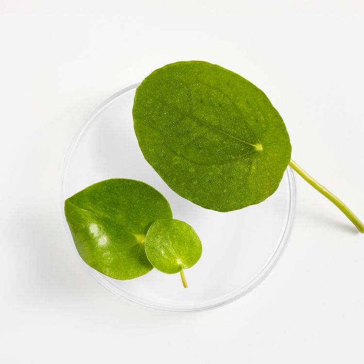 Centella Asiatica
