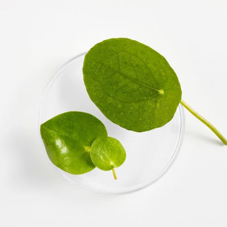 Centella Asiatica