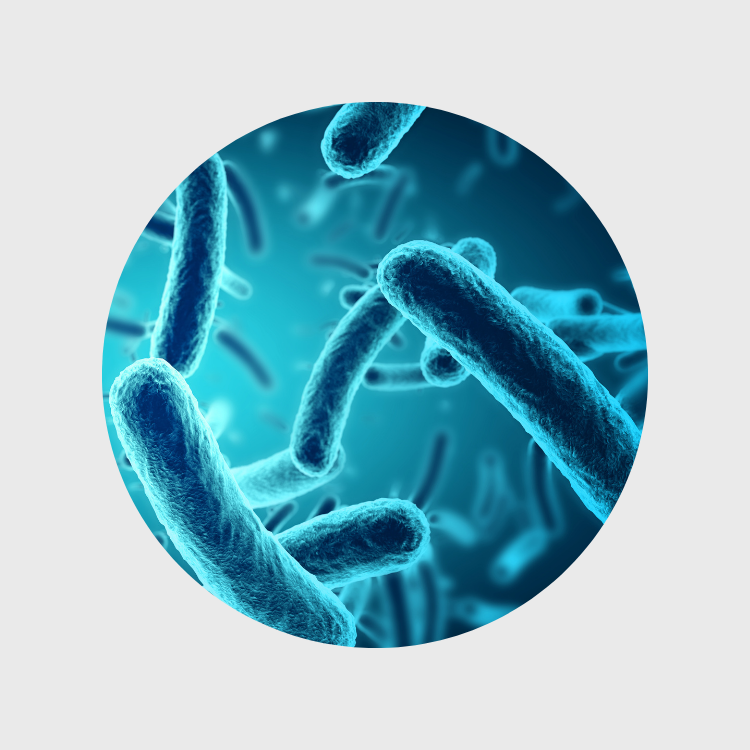 Dendrimère de Lysine