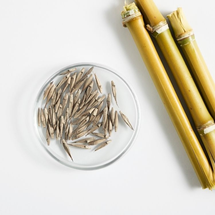 Grains de Bambou