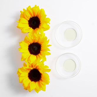 Tournesol (Insaponifiables)