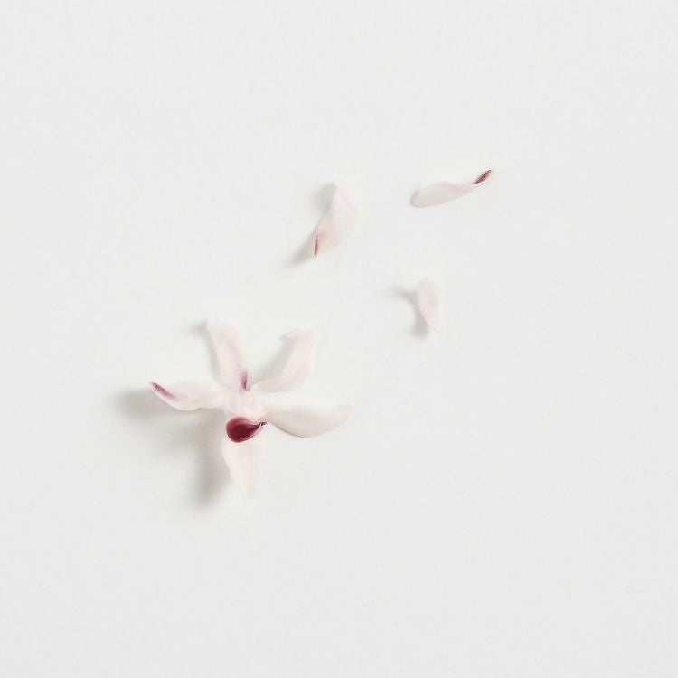 Muguet du Japon (Extrait de)