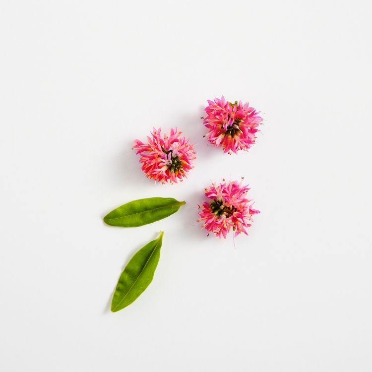 Fleur de Trèfle Rouge (Extrait de)